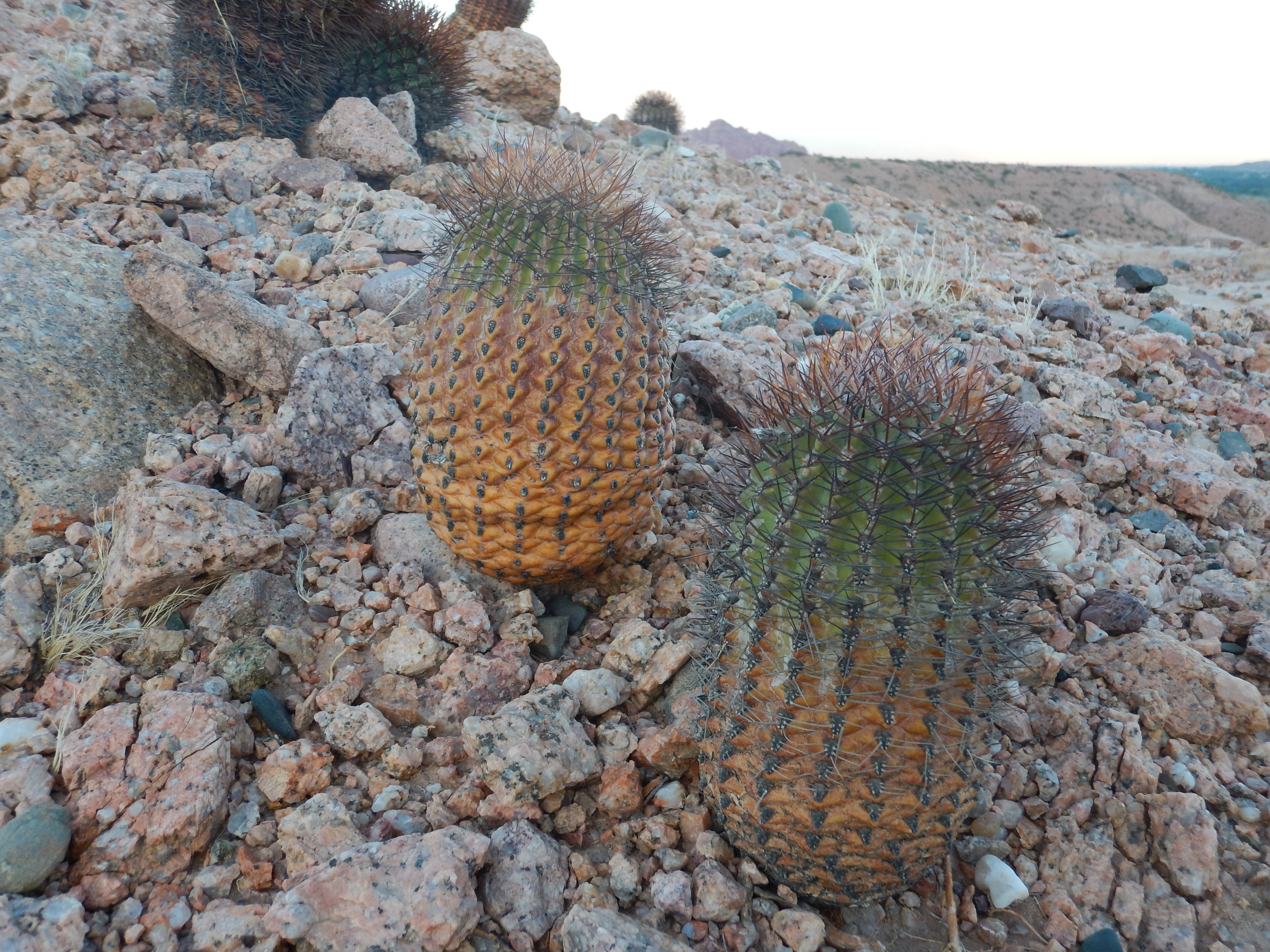 J3 - Levé de soleil sur la Quebrada de las Conchas