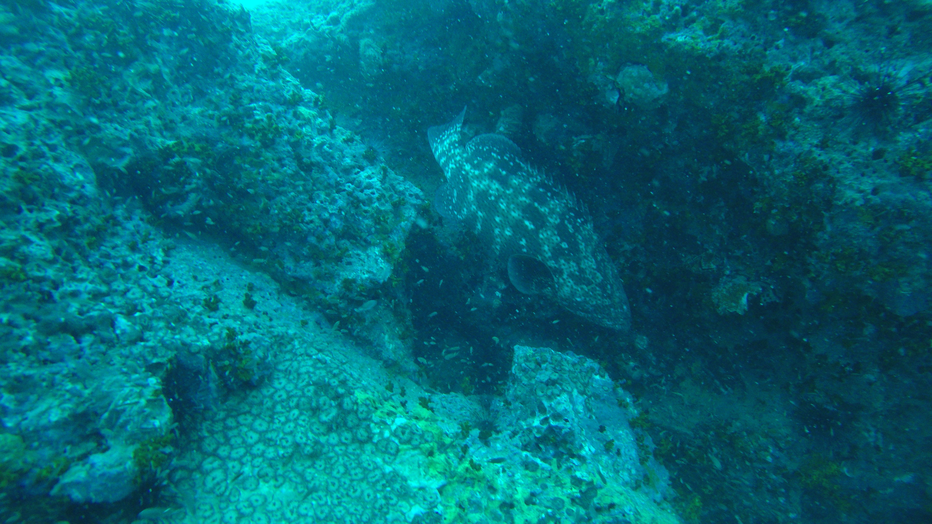 DCIM100GOPROG0052529.