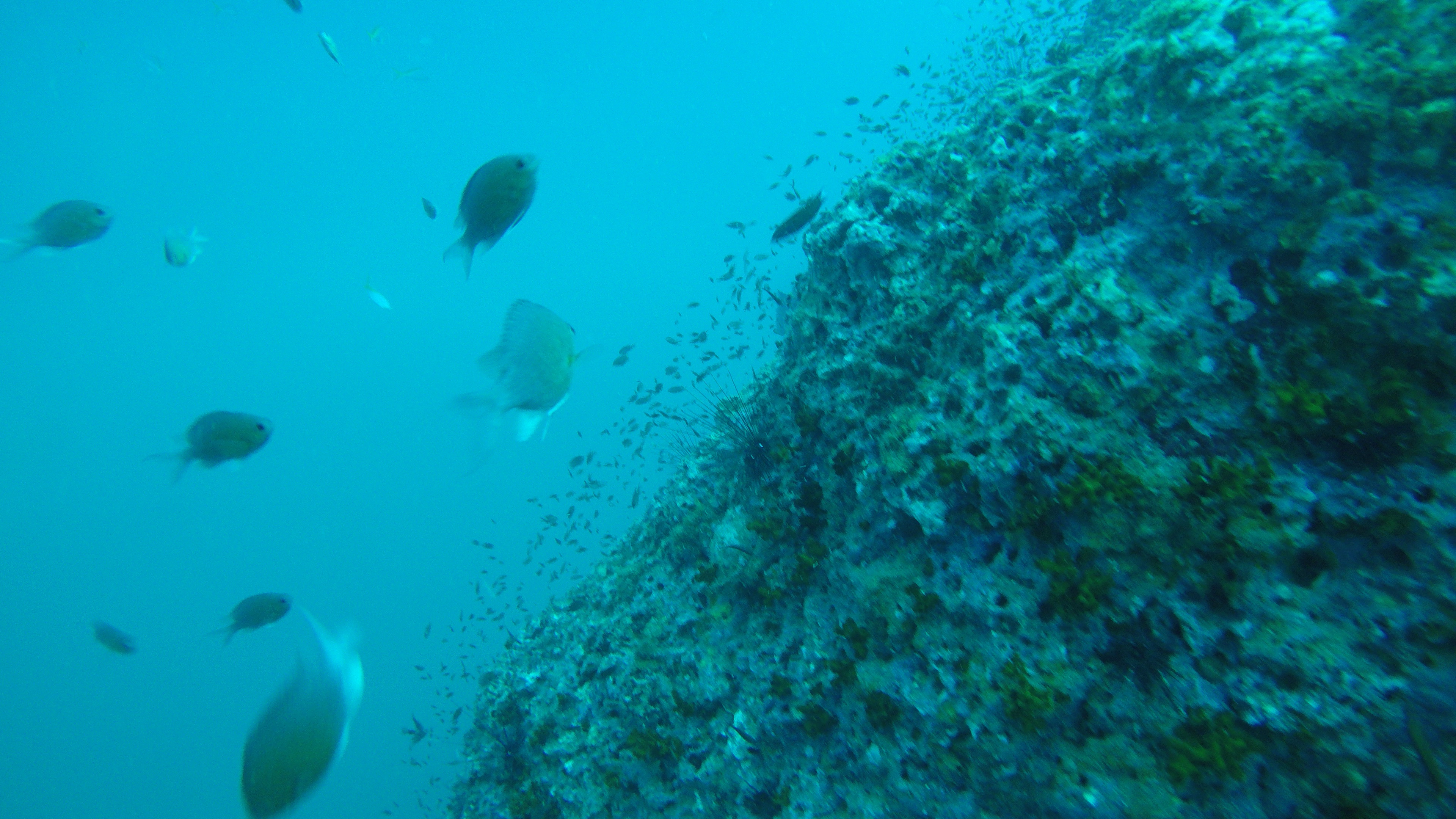 DCIM100GOPROG0052531.