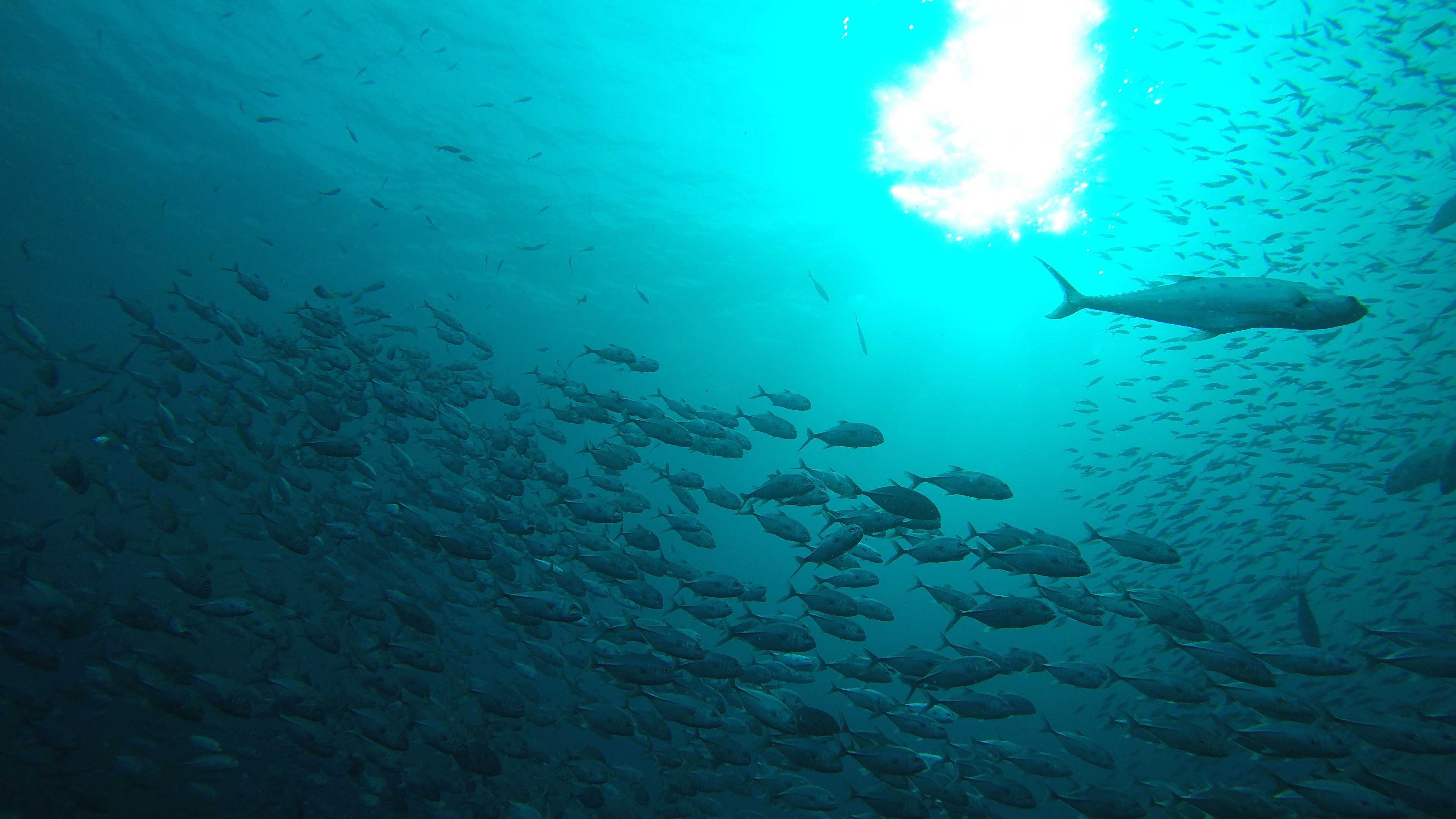 DCIM100GOPROG0122606.