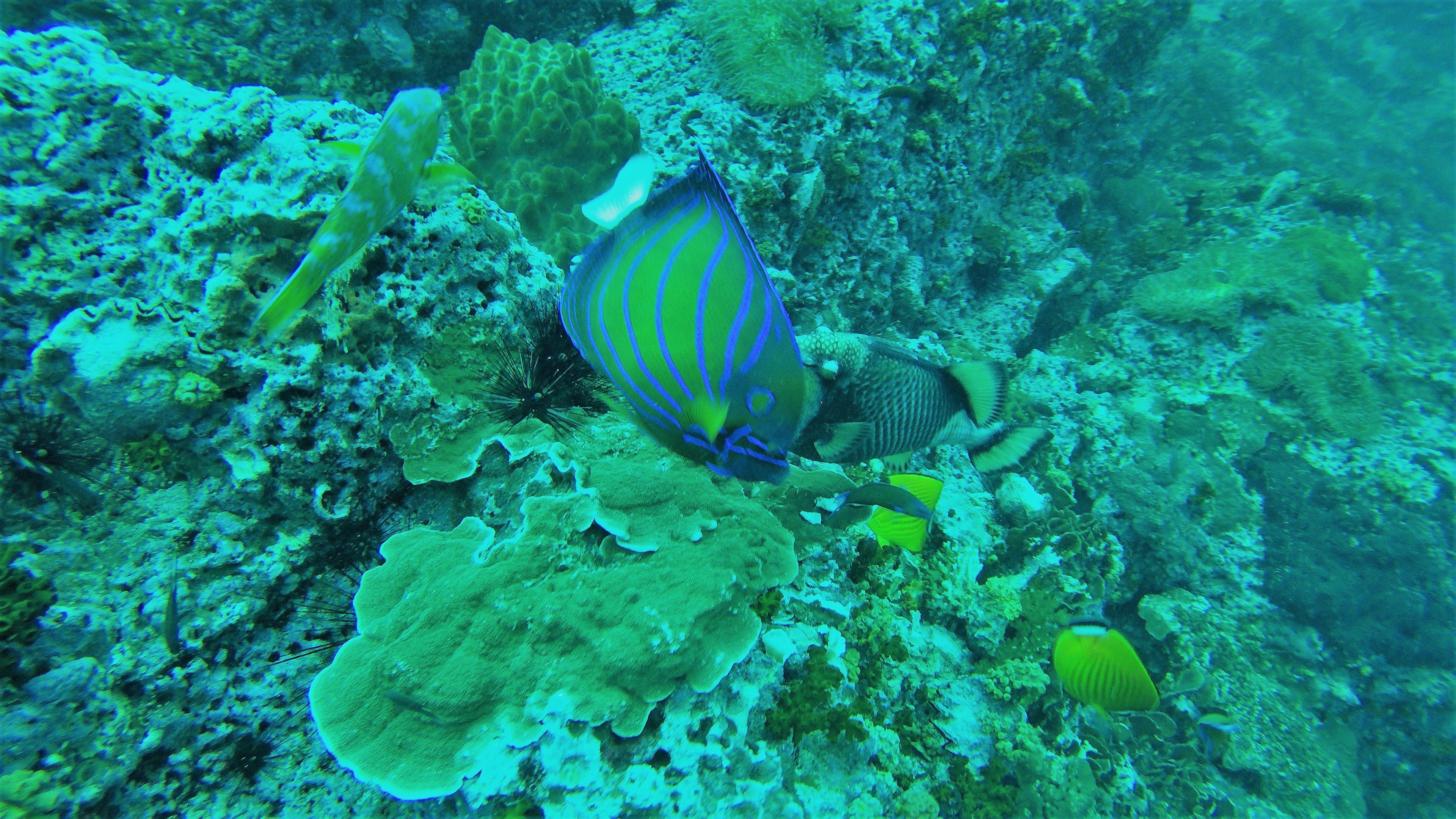 DCIM100GOPROG0242757.