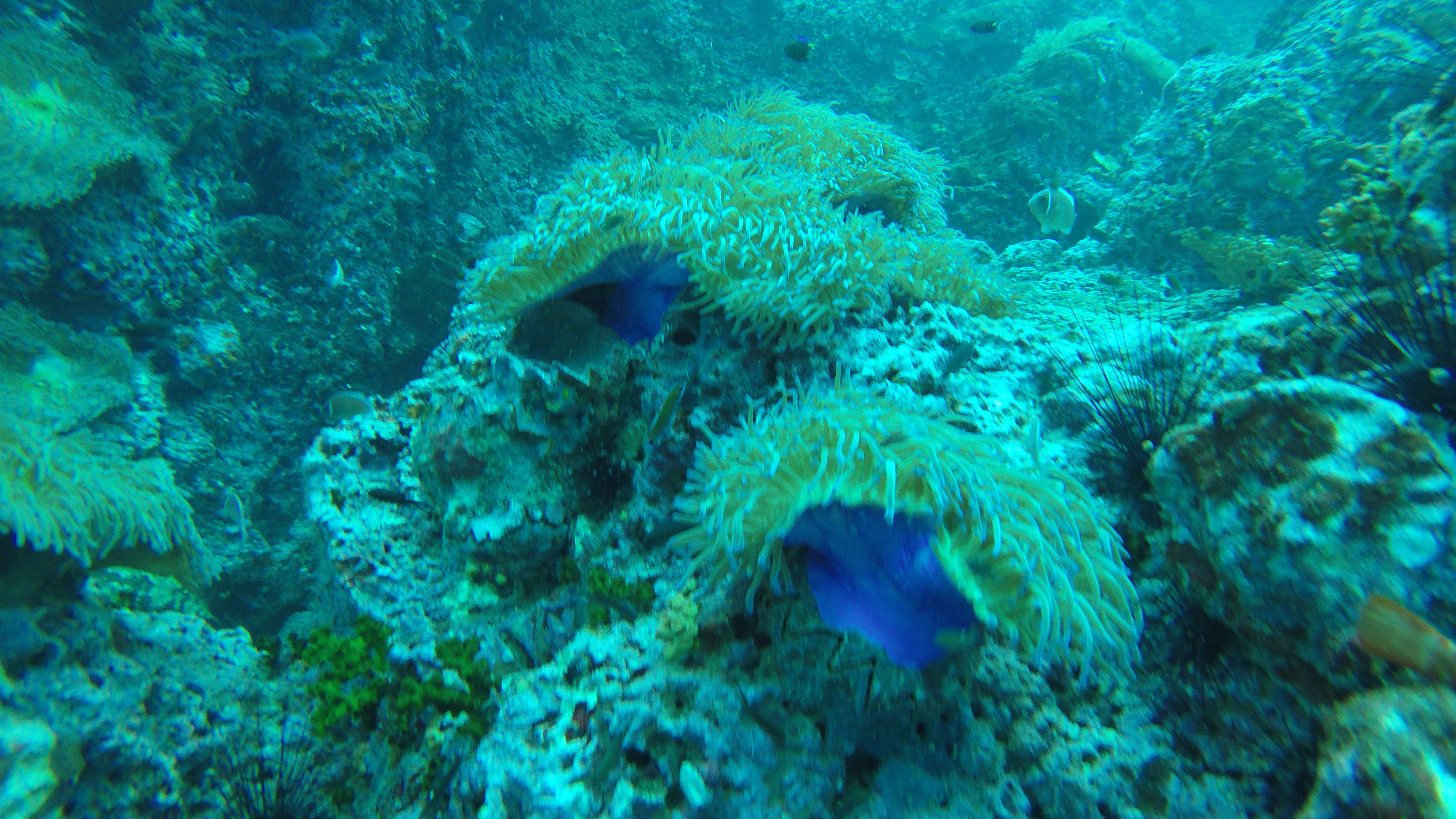 DCIM100GOPROG0242769.