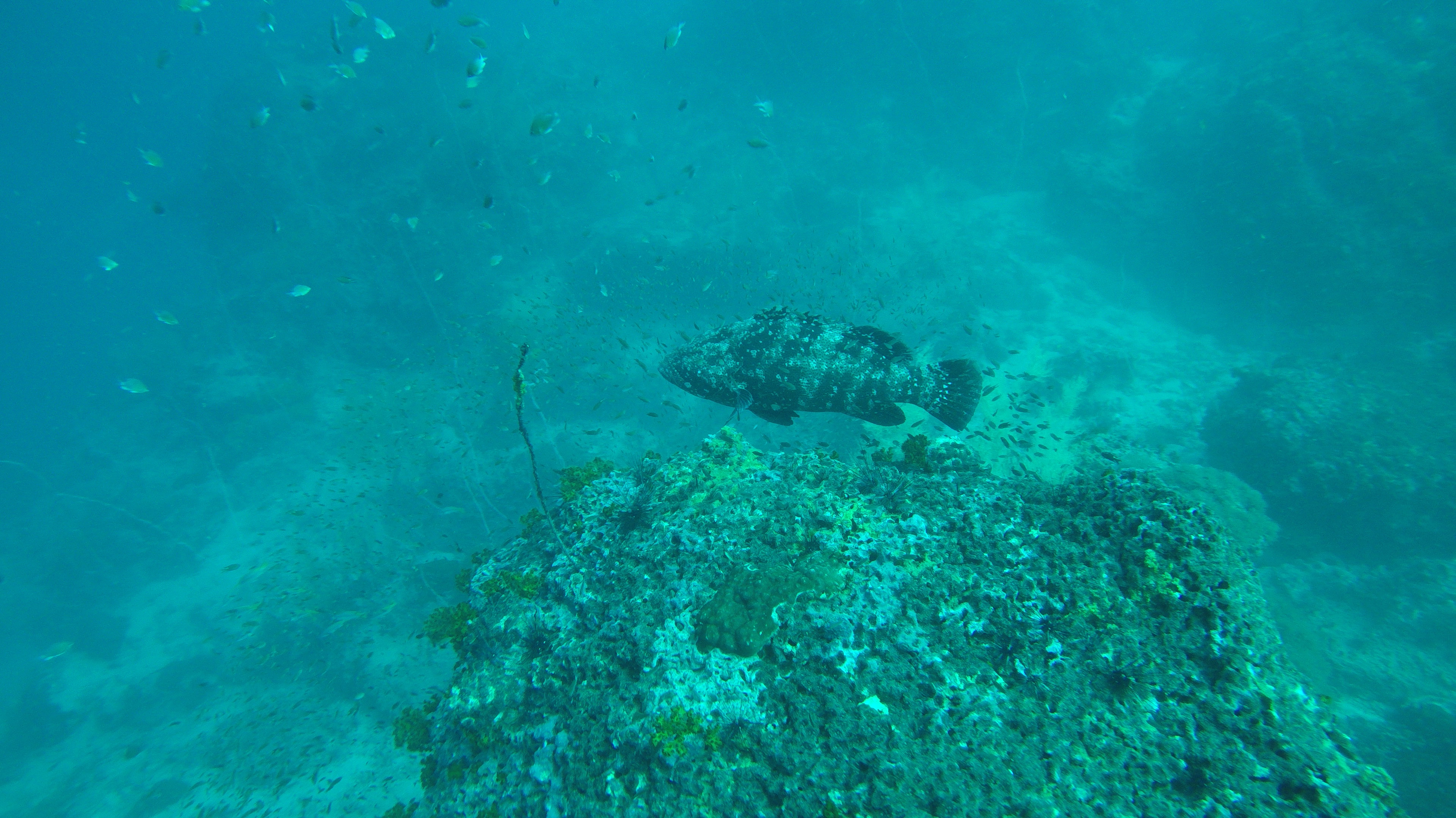 DCIM100GOPROG0282805.