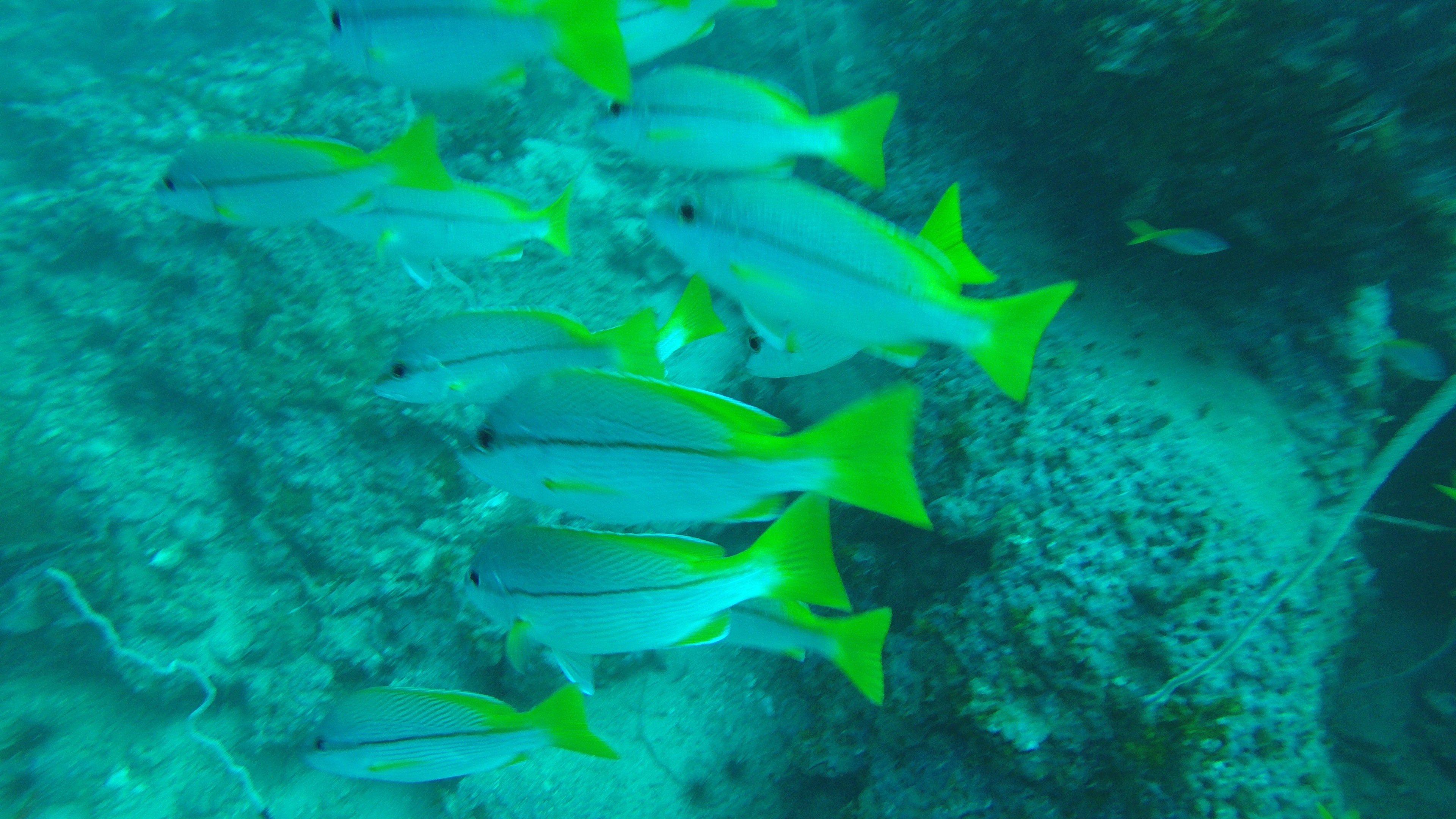 DCIM100GOPROG0302816.