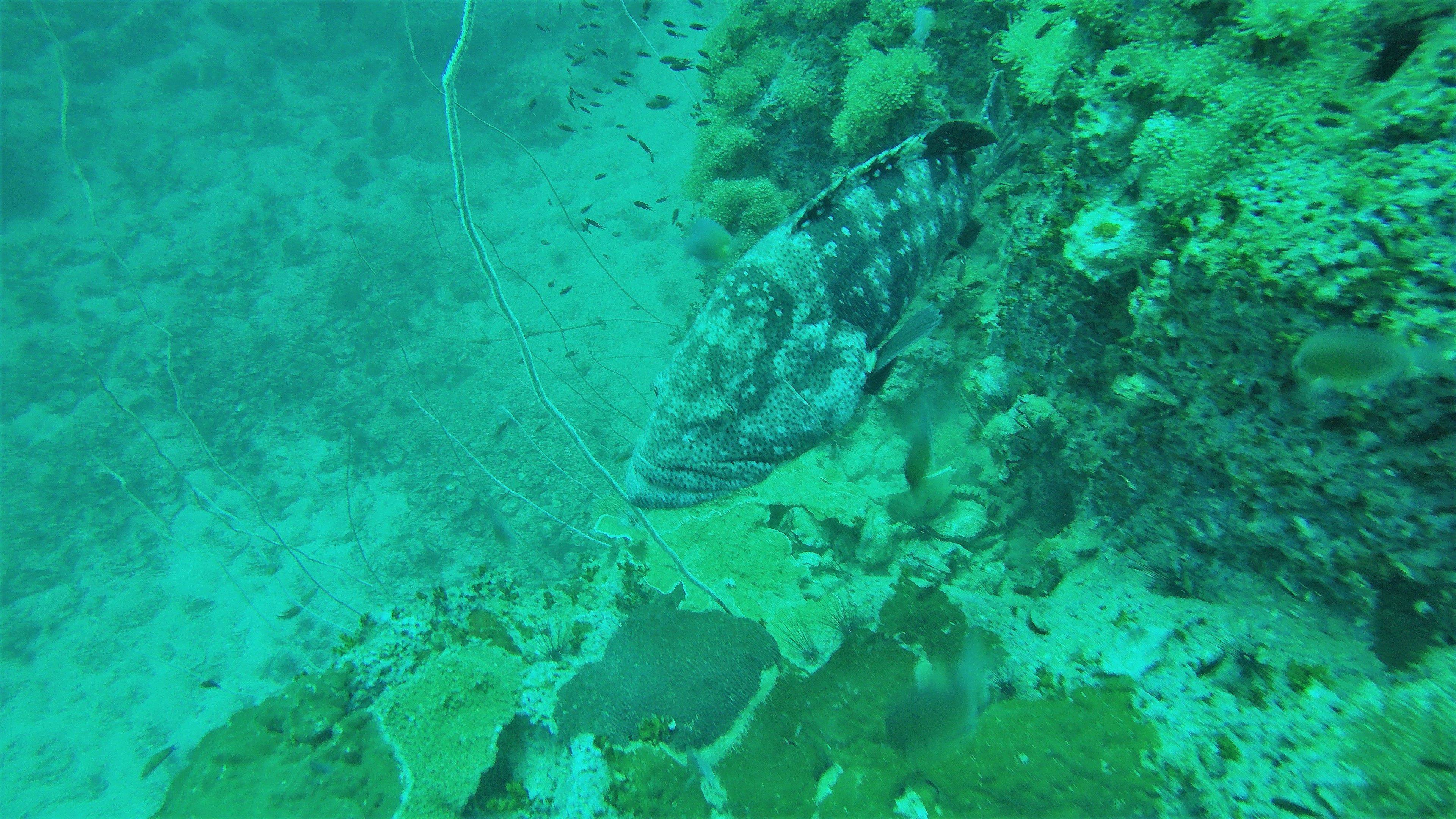 DCIM100GOPROG0392891.