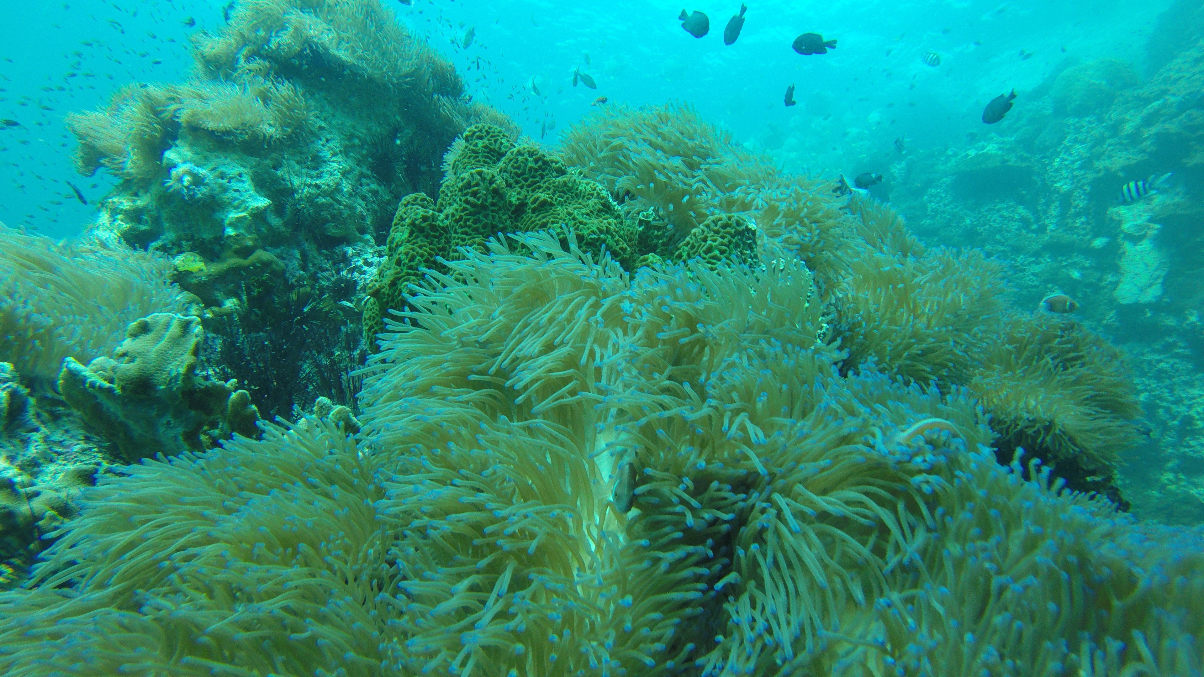 DCIM100GOPROG0452948.