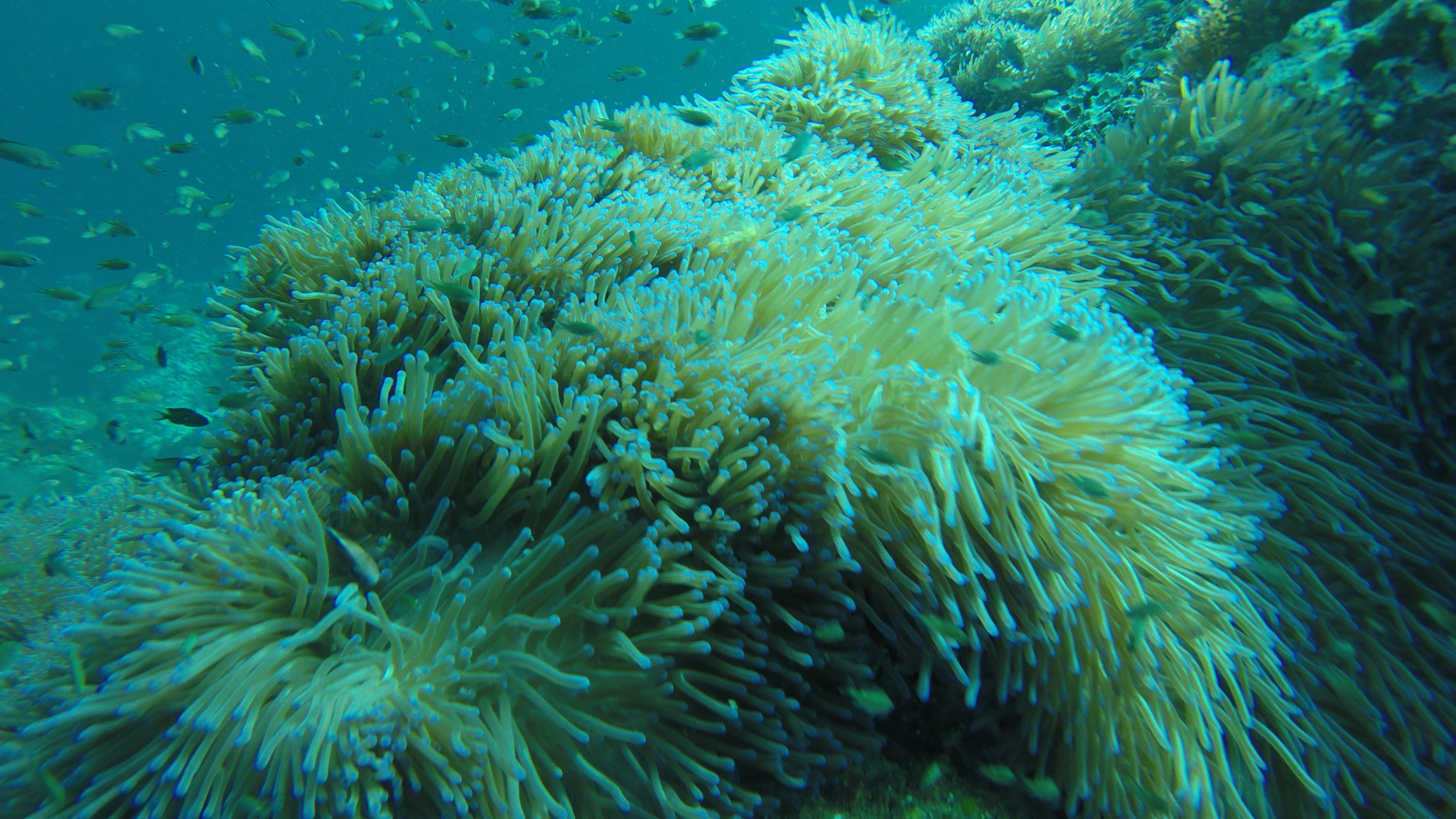 DCIM100GOPROG0472969.