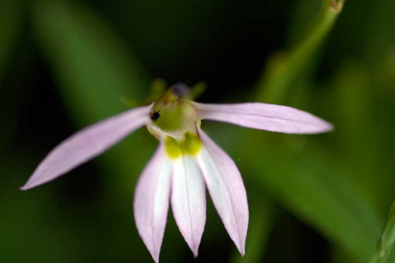 ミゾカクシ（アゼムシロ）の花