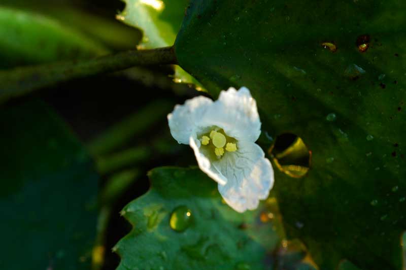 ヒシの花