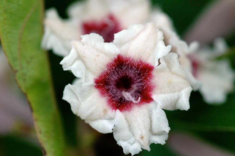 ヘクソカズラの花　正面から見るとこうです