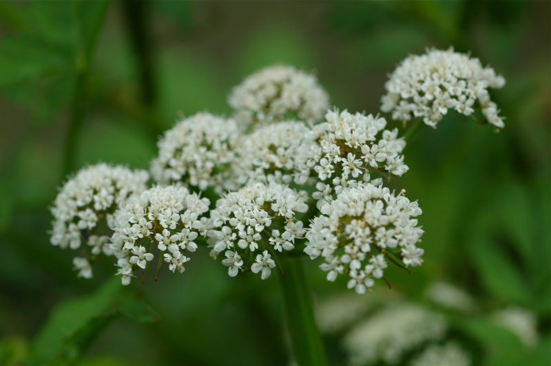 セリの花