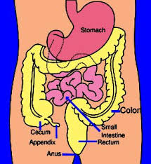 Contoh obatnya adalah rifampicin, isoniazid, pyrazinamid, dan . Obath Herbal Tbc Usus Alami Obat Herbal Yang Mengobati Tbc Usus Secara Alami