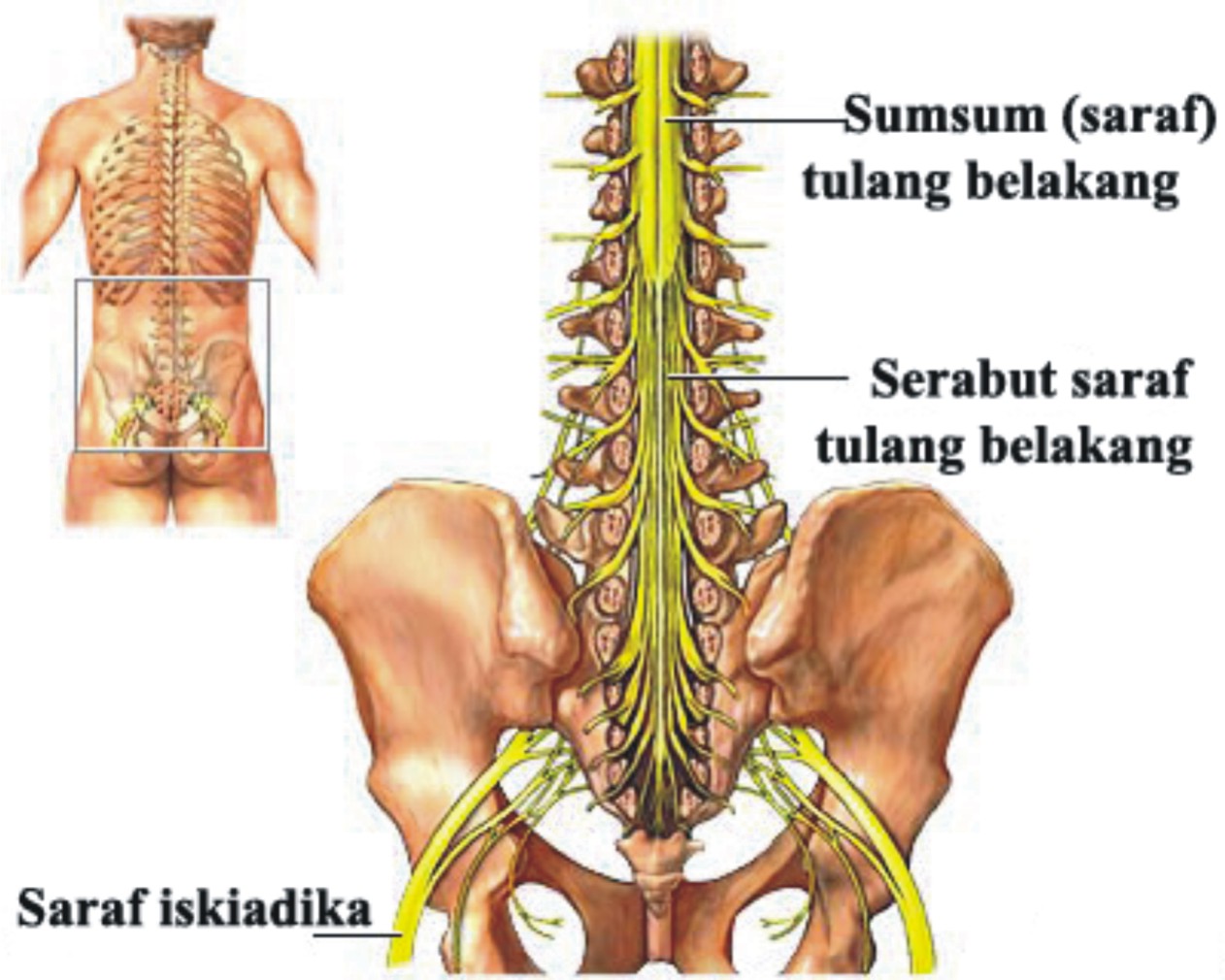 Obat Kanker Tulang Sumsum Detikforum