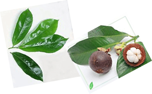 Obat Herbal Batuk Tbc Terbaik Batuk Berdarah Batuk Berdahak