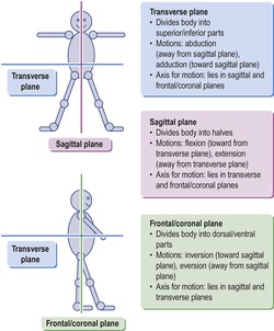 2. Embryology and fetal development | Obgyn Key