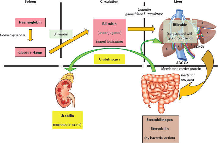 Liver physiology | Obgyn Key