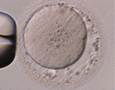 ../images/462633_1_En_16_Chapter/462633_1_En_16_Figd_HTML.gif