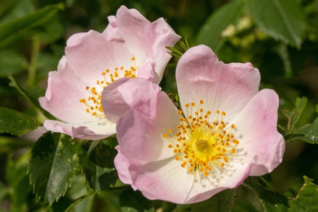 fleurs de l'églantier, plantes comestibles