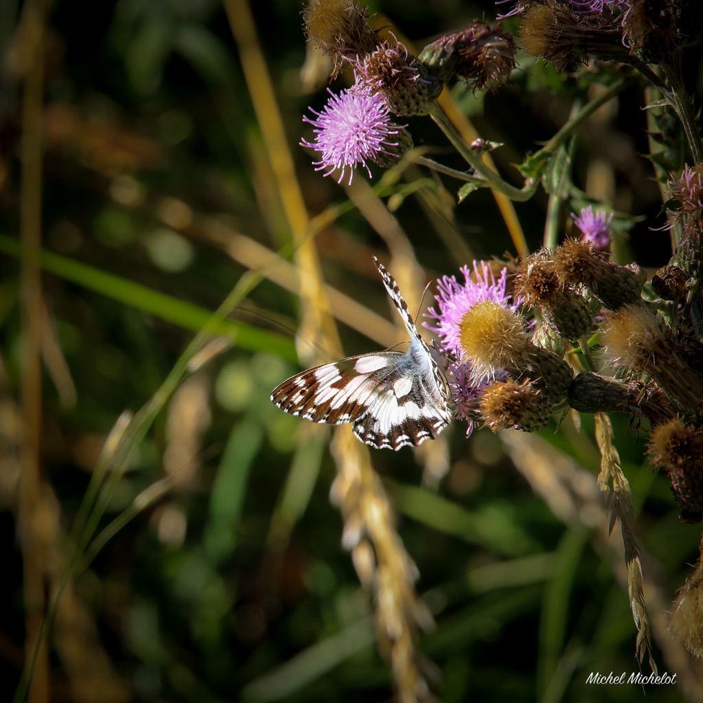 IMG_6445 S