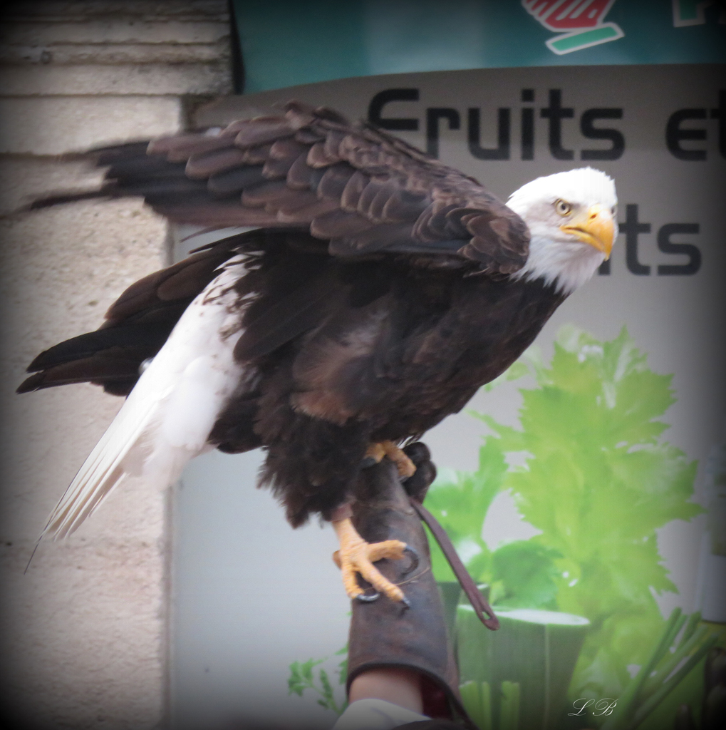IMG_0110.JPG c