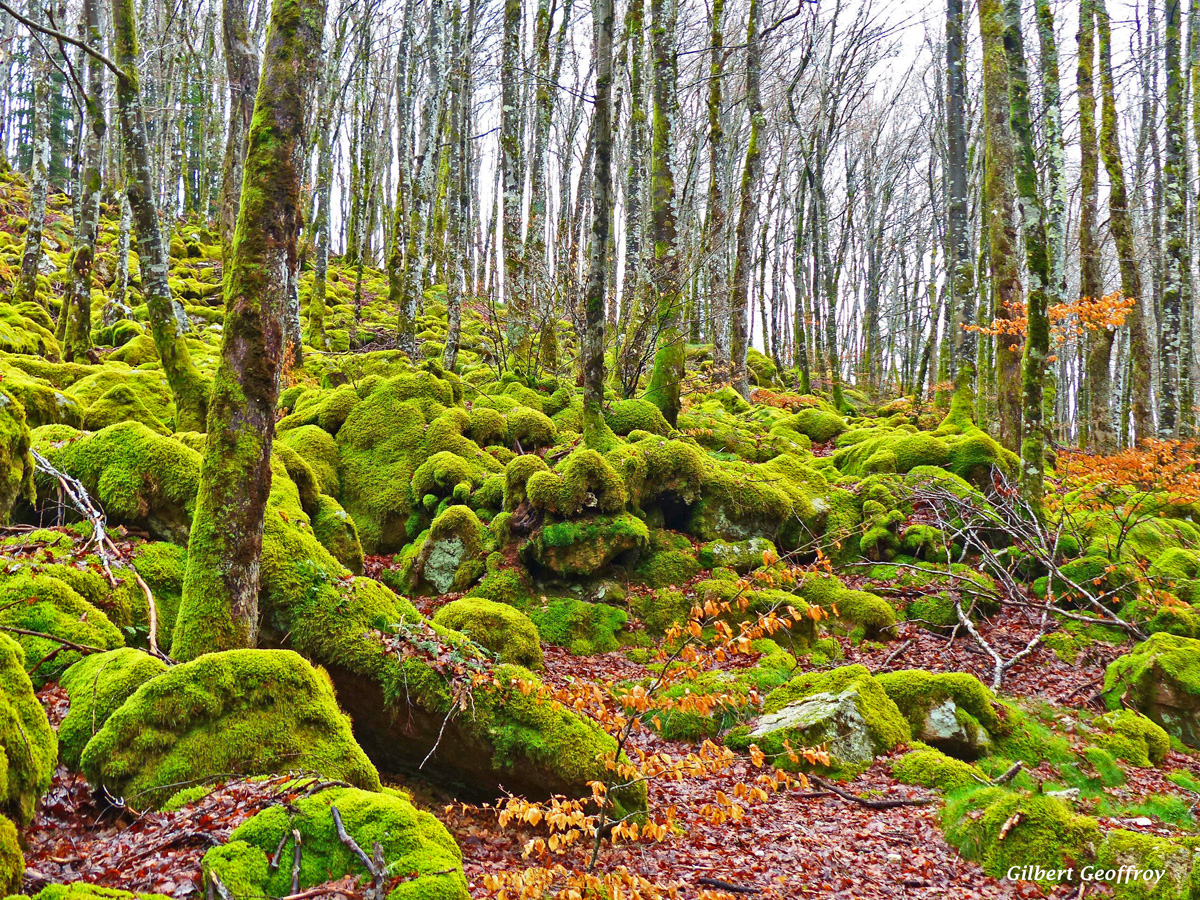 lacaune-tarn (14)