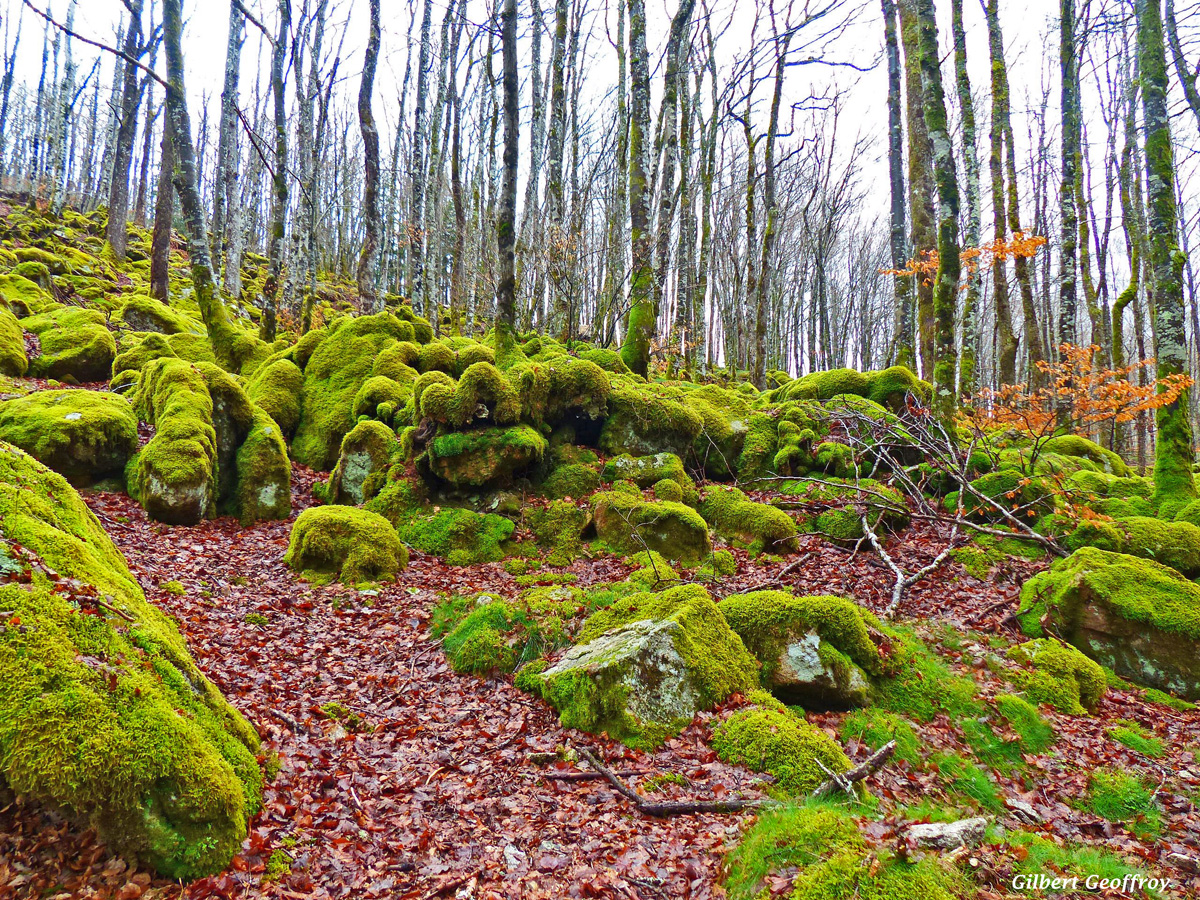 lacaune-tarn (16)