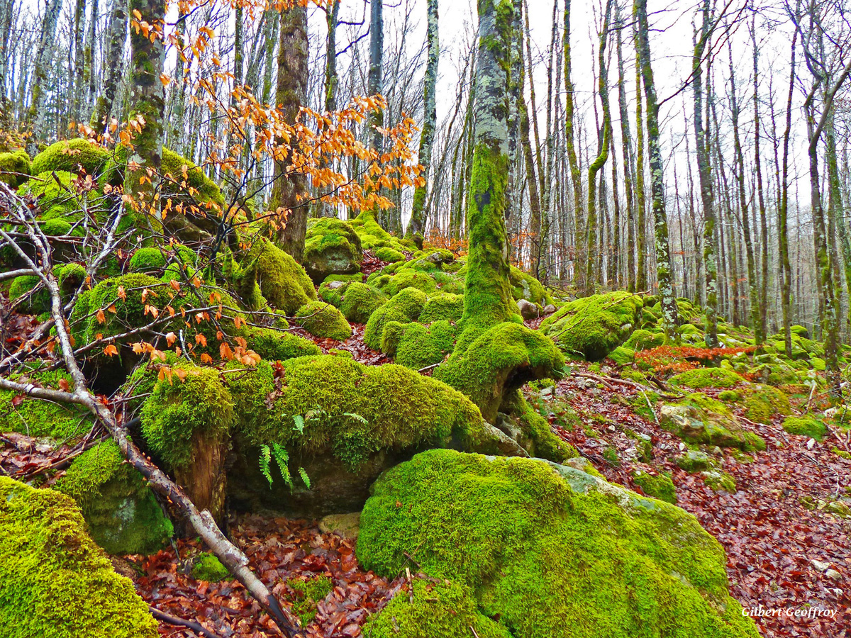 lacaune-tarn (18)