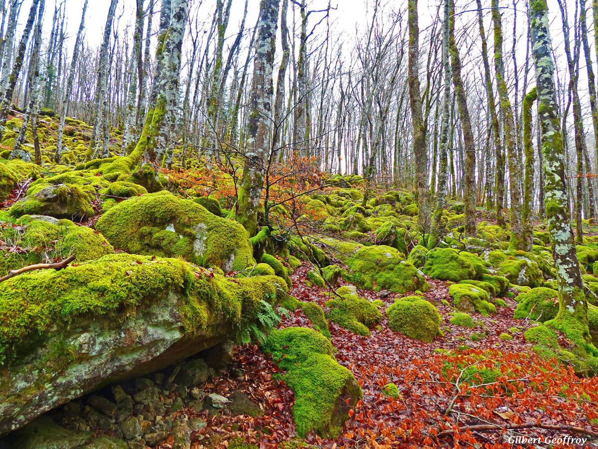 lacaune-tarn (22)
