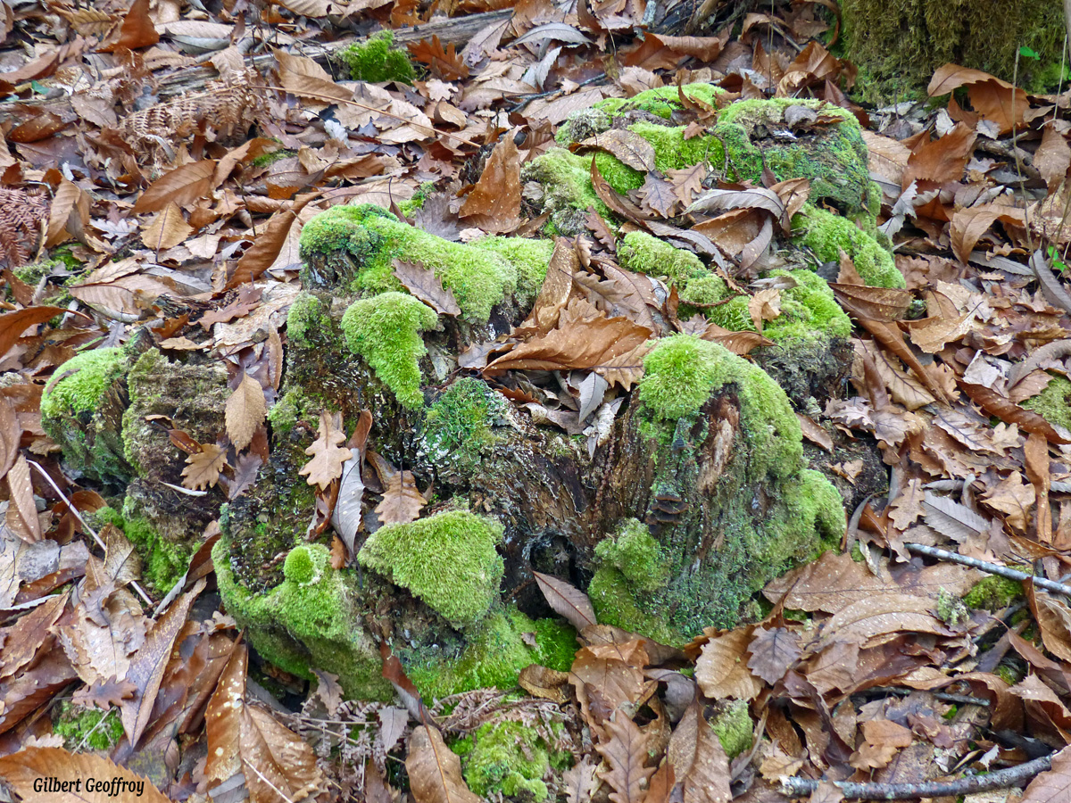 P1640453