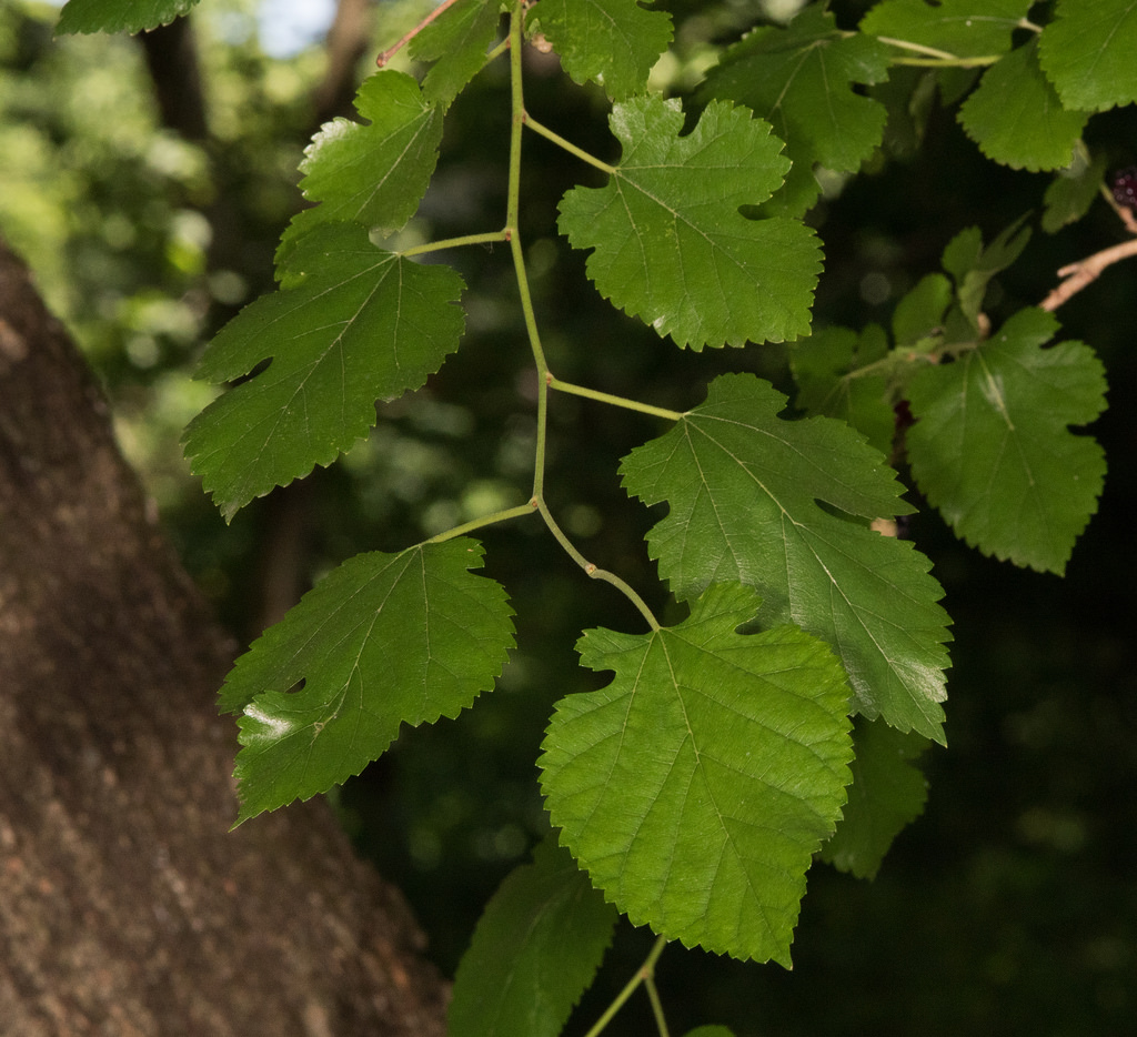 Morus Species White Mulberry Tree Morus Alba