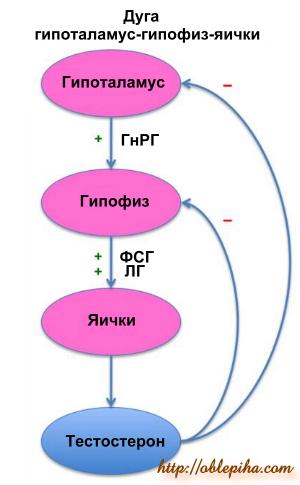 Фото 2: Что такое тестостерон? Выработка гормона…