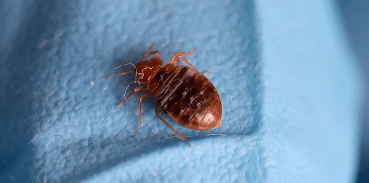 Cameroon battles bedbugs 'imported from Europe'