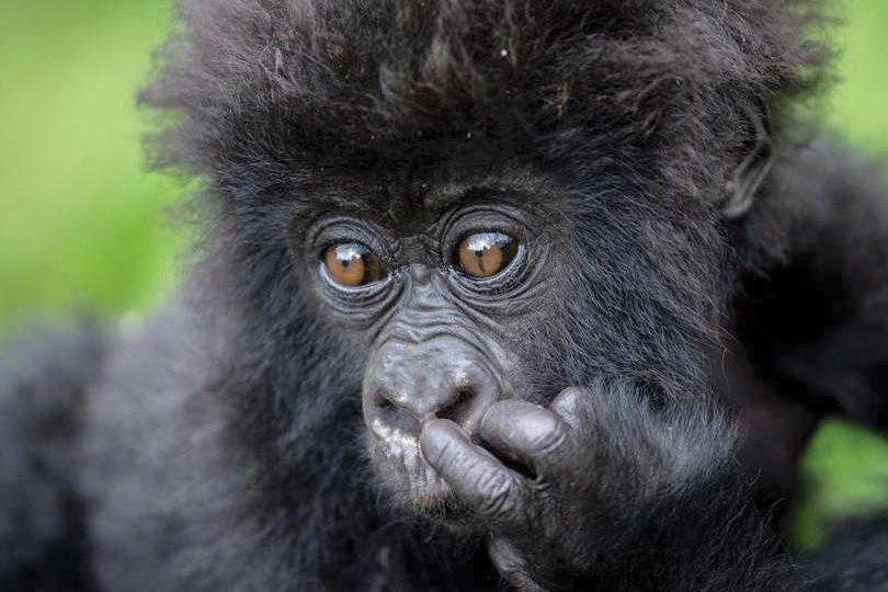 observer.ug - Our Reporter - Gorilla tourism quietly rebuilding communities around Bwindi