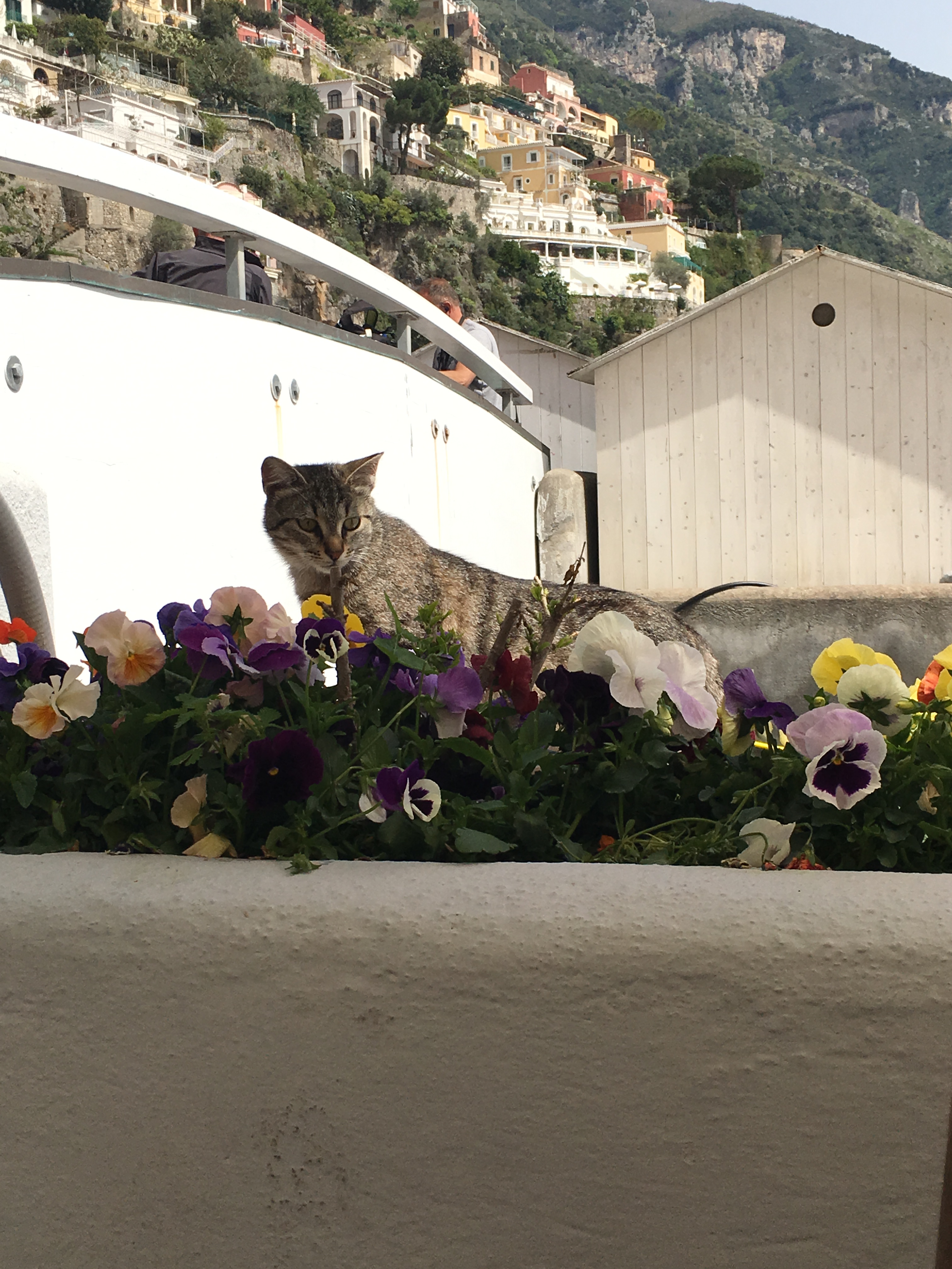 Stray cat in Positano