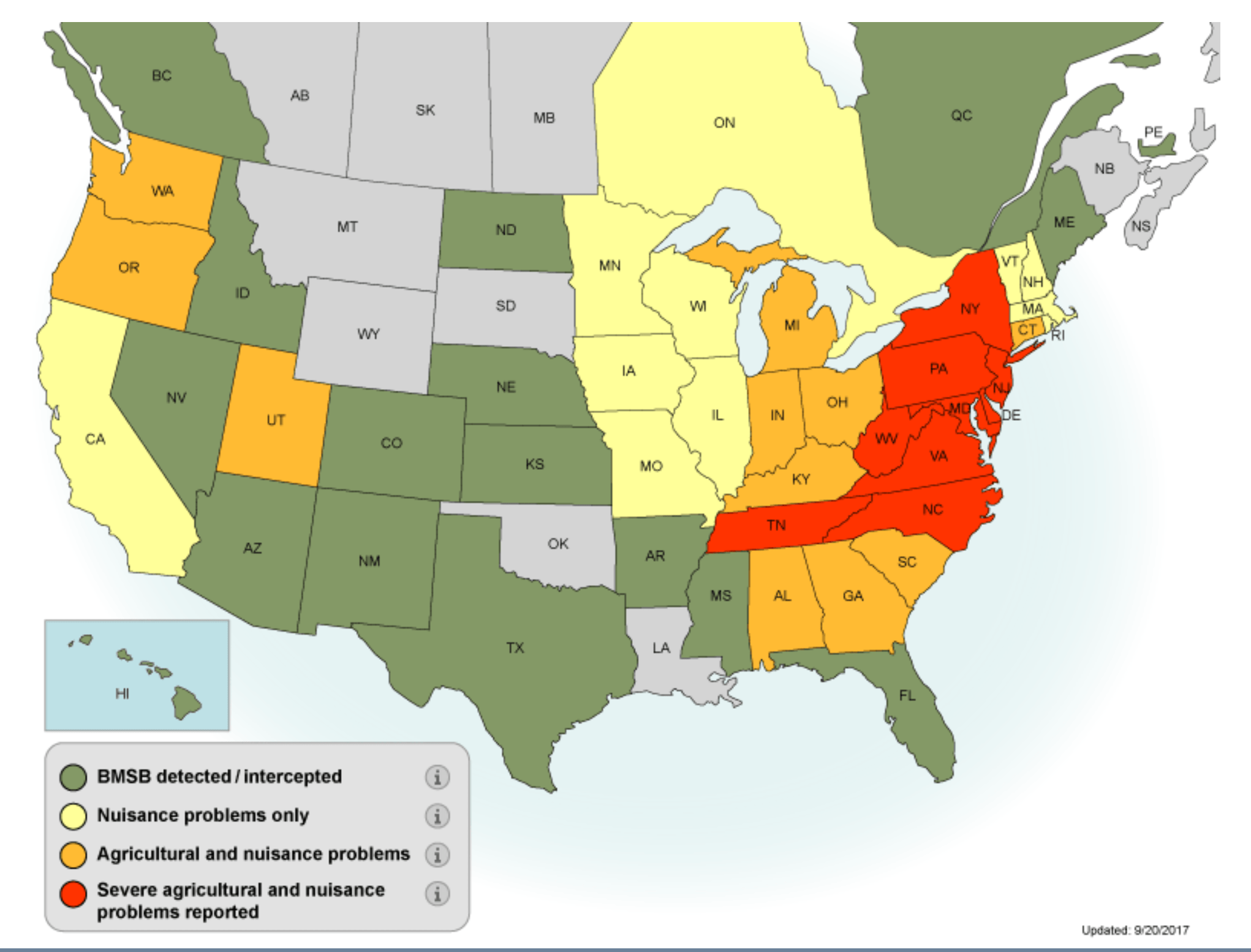 Invasion of the stink bug Icky and economically dangerous Occasional