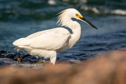 coastal-birds