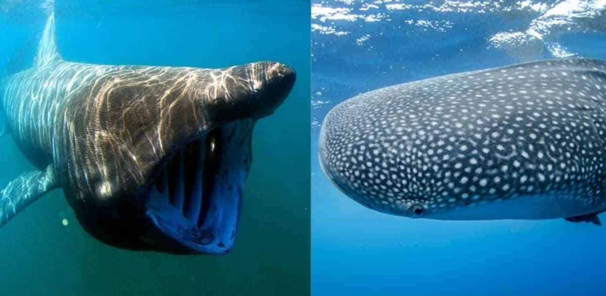 Basking shark vs whale shark: main differences