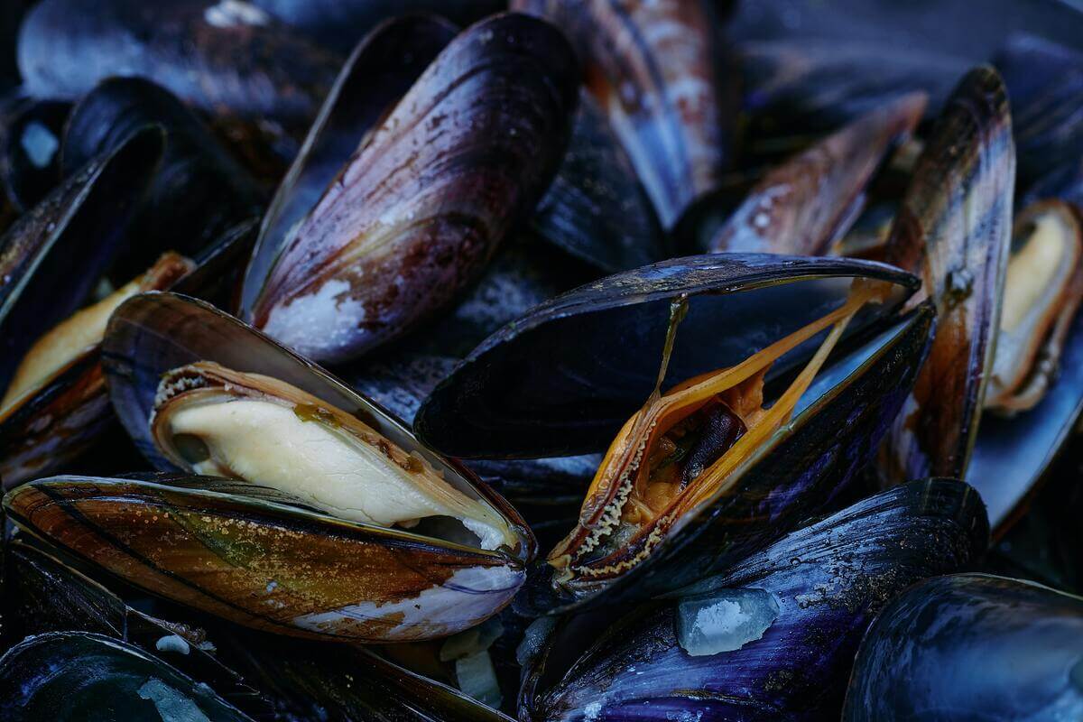 Clams vs Mussels Main Differences Ocean Info