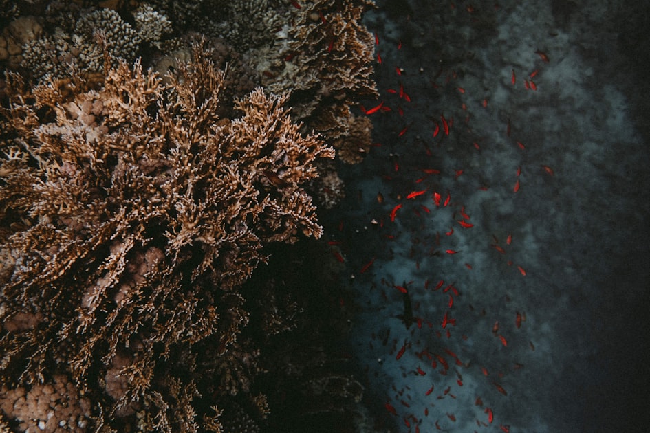 Wildlife Protection in Somalia’s Waters