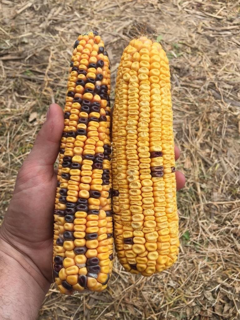 The Xenia Effect In Corn Ohio Ag Net Ohio S Country Journal