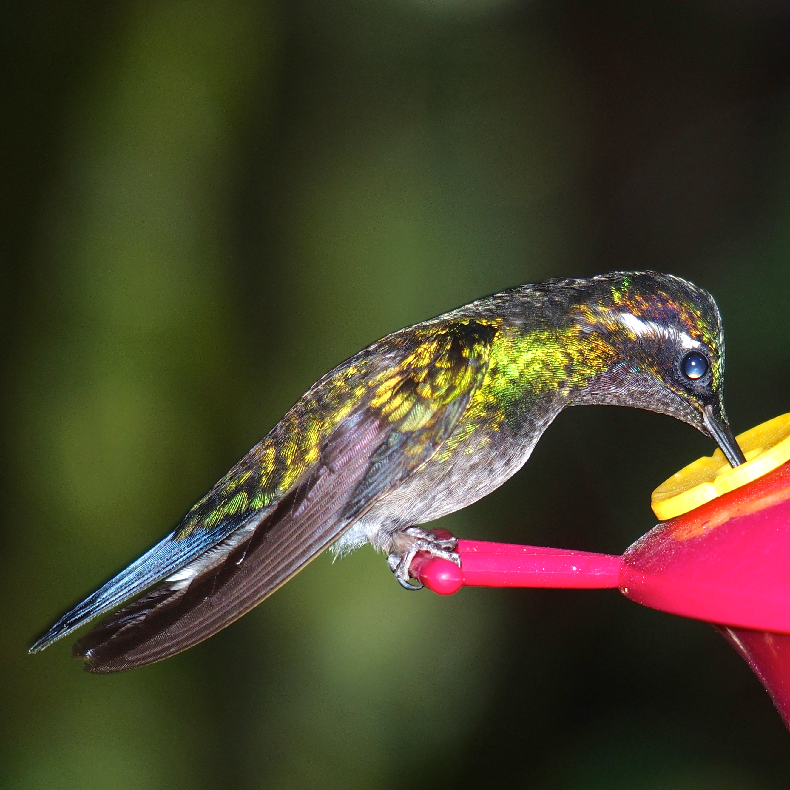 Hundreds of hummingbirds