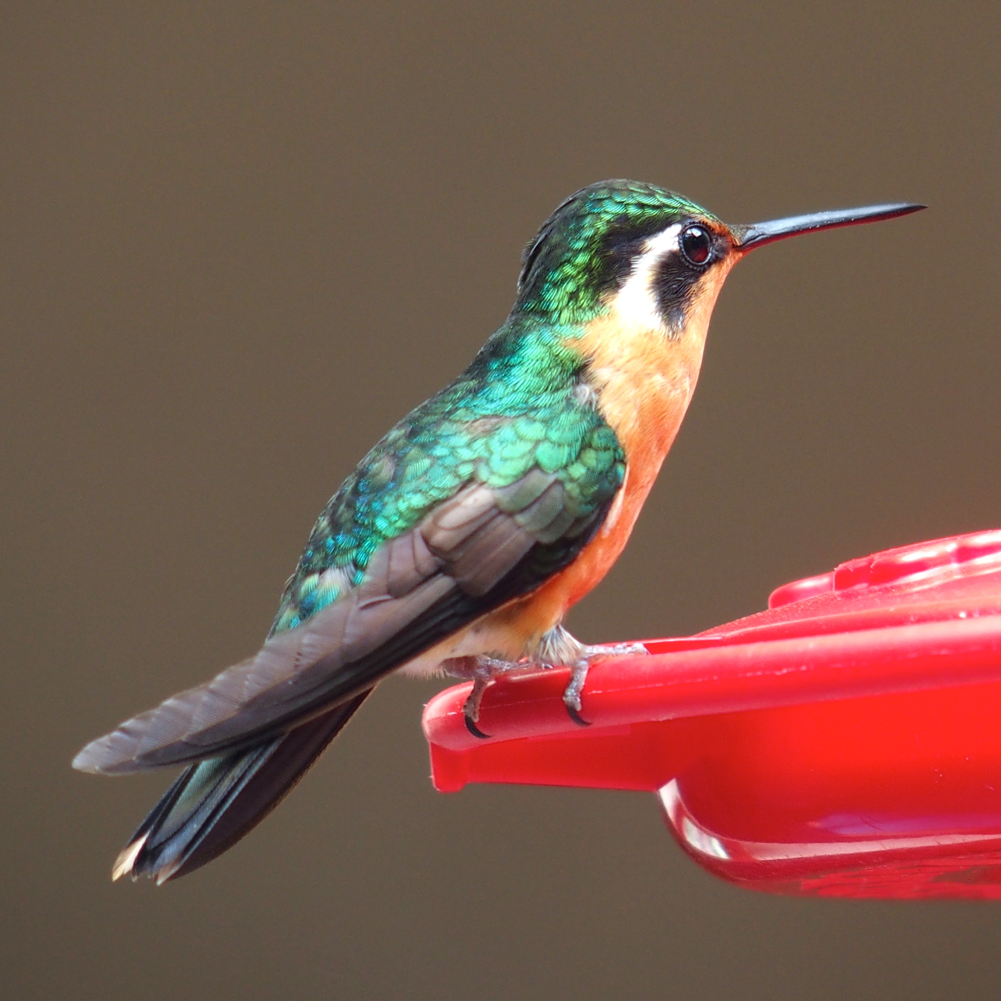 Apparently hummingbirds do stop flapping at times.
