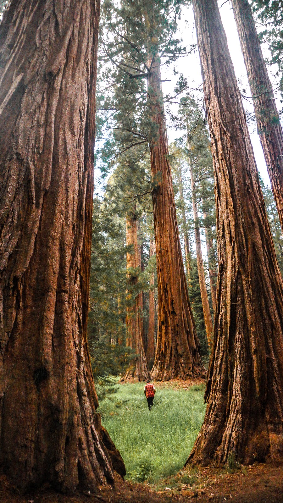 Sequoia & Kings Canyon National Park. Difficile de s’imaginer que des arbres peuvent être aussi grandioses. Nous avions l’impression d’être transportés à un autre époque, où nous n’avions pas encore fait notre marque.