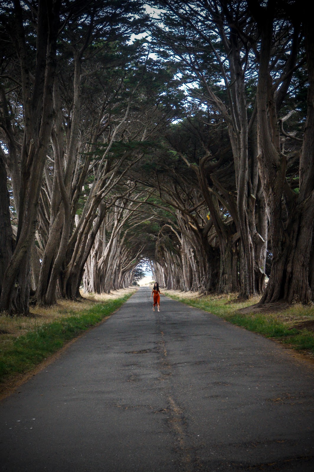 Point Reyes National Seashore. Chaque fois que je pars en voyage, je découvre des endroits comme celui-ci qui me rappelle à quel point la nature est magnifique. Les arbres se repliant parfaitement sur eux-mêmes, filtrant la lumière pour laisser place à une ambiance de film d’horreur.