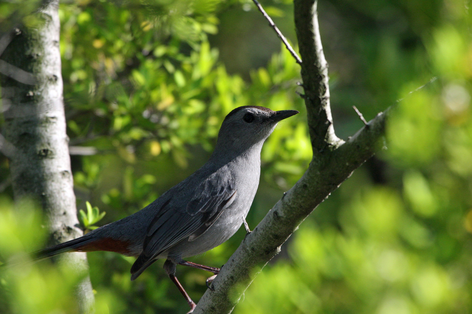 Birds of Ocracoke: the Gray Catbird - Ocracoke Observer