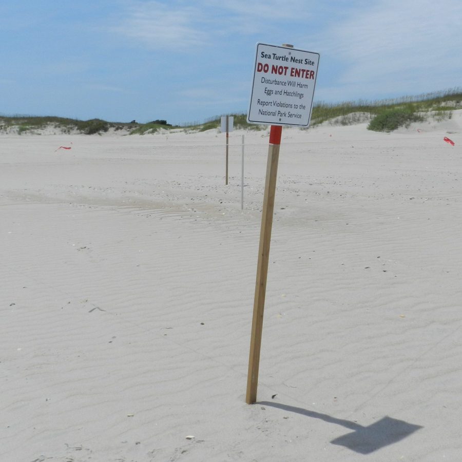 OBX Forever Foundation offers ‘adopt a turtle nest’ Ocracoke Observer