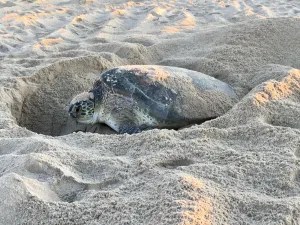 Late green sea turtle nest suffers overwash; nesting status not yet known - Vimarsana News