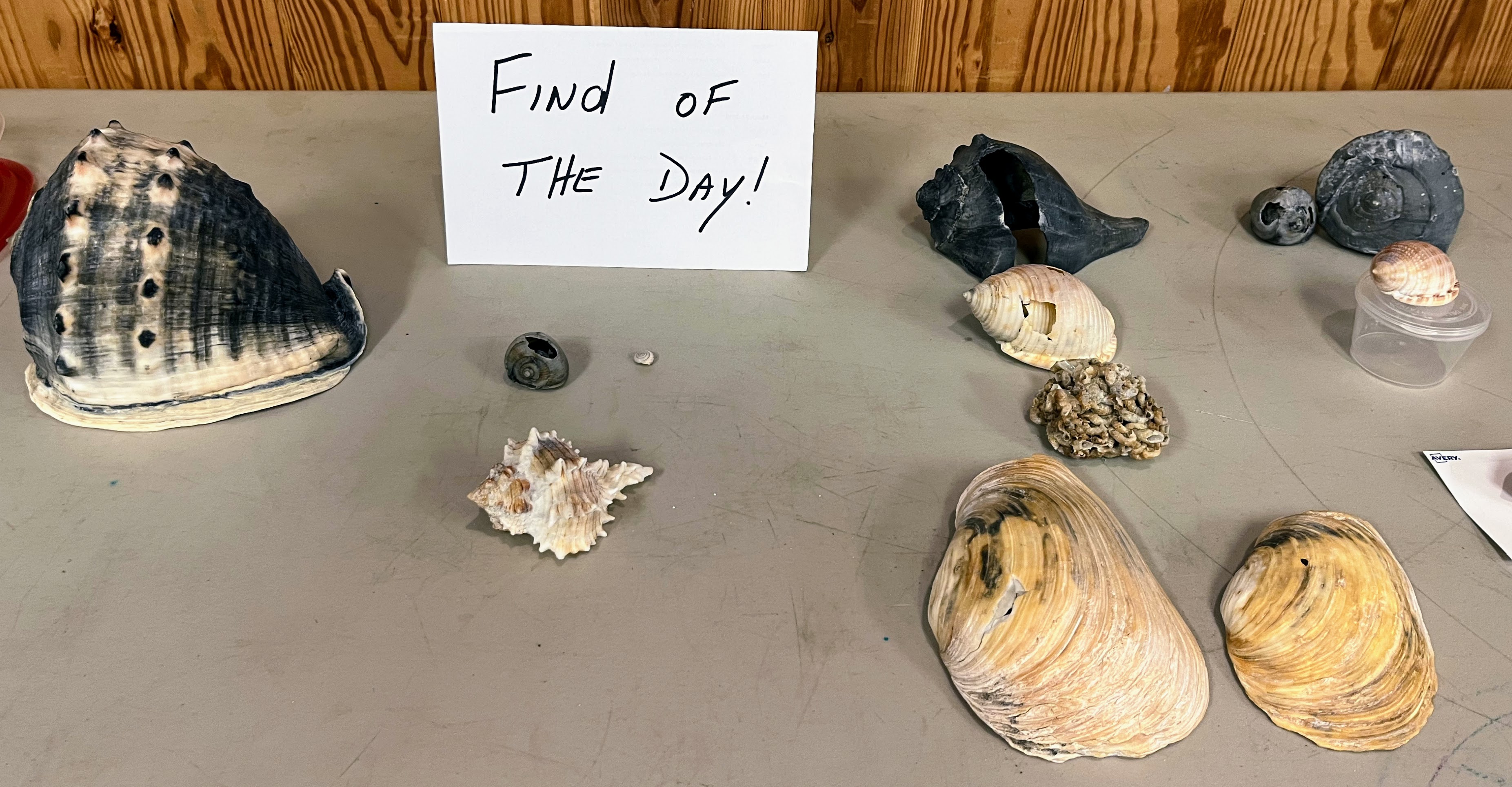 NC Shell Club to meet here March 20 & 21 - Ocracoke Observer