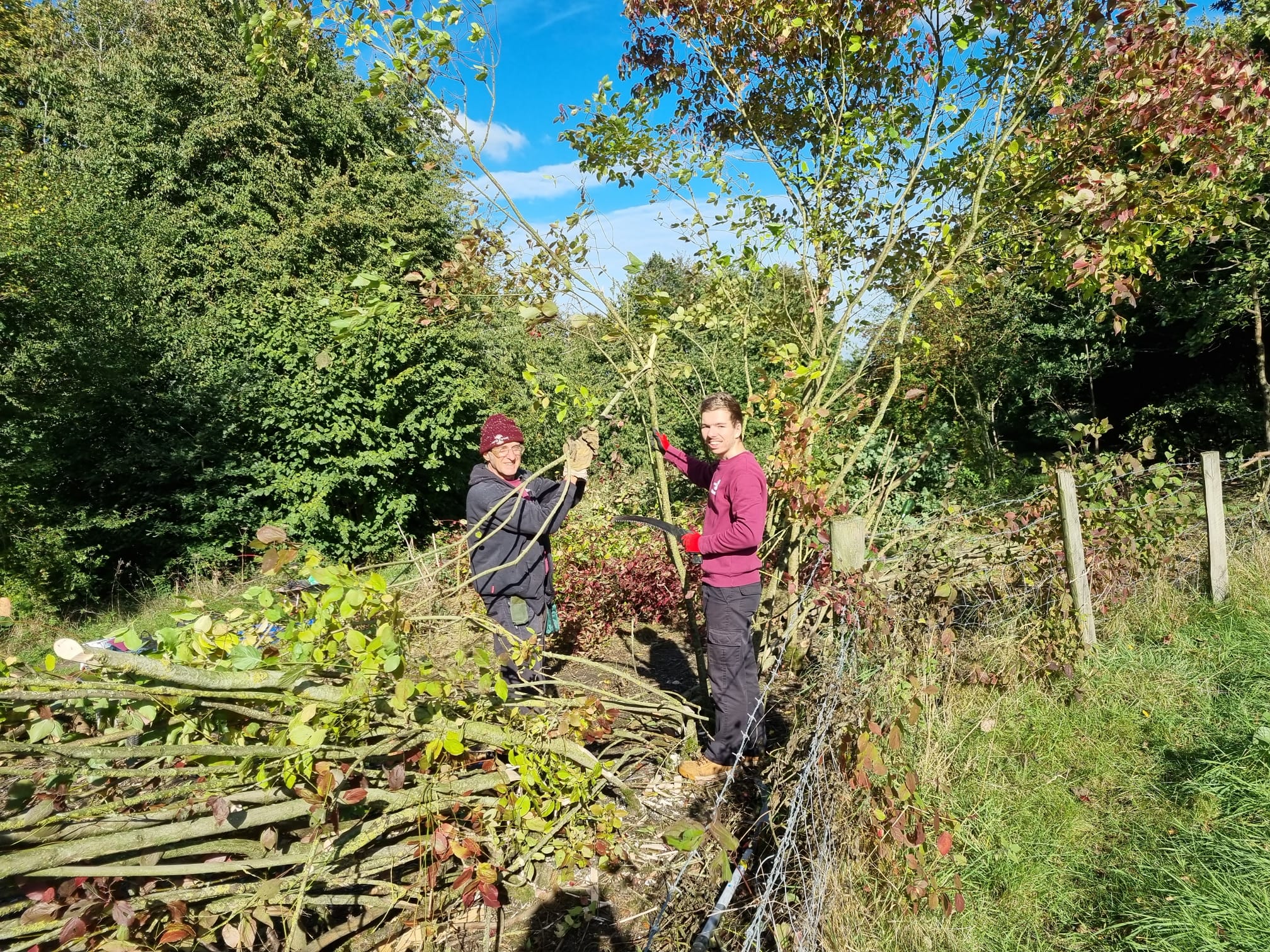 Finn - training at hedgelaying