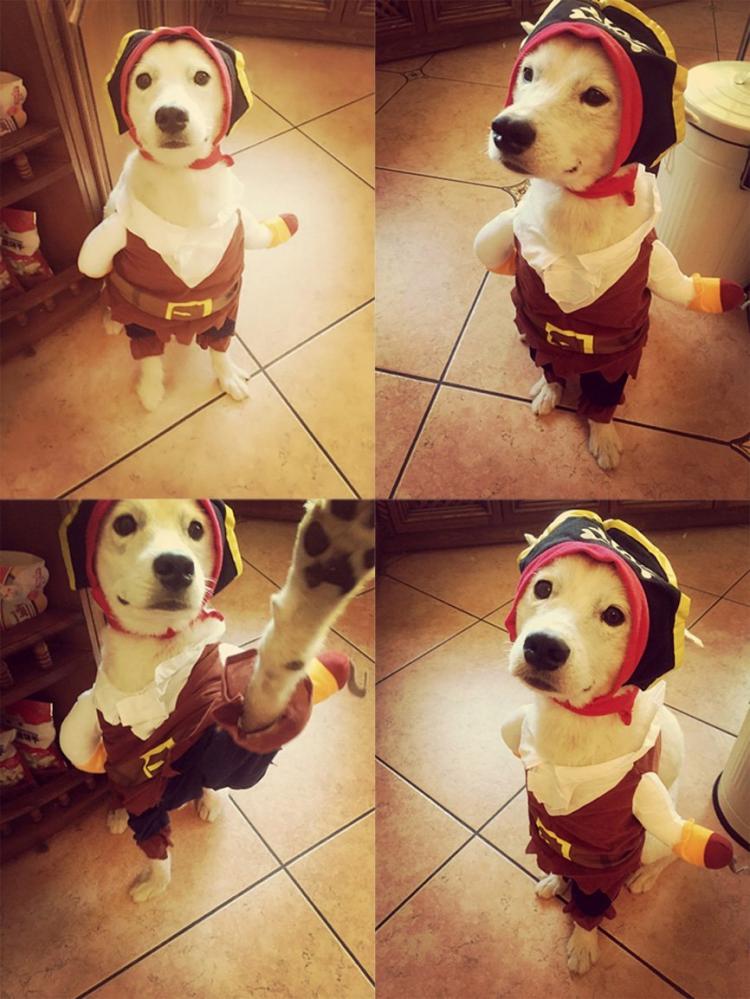 Cat pirate costume
